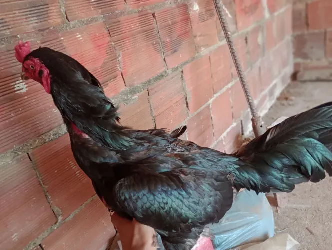 Vendo este galo indiano