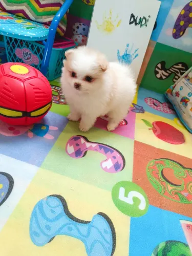 Lulu da Pomerânia fêmeas