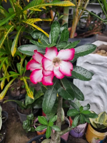 Rosa do deserto, planta para venda