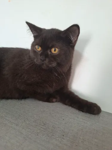 CARA DE URSINHO. British Shorthair Olhos Cobre