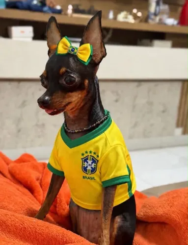 Pinscher -Alegria e diversão na sua casa 