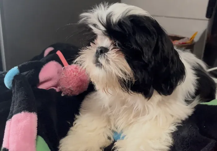 Shihtzu fêmea