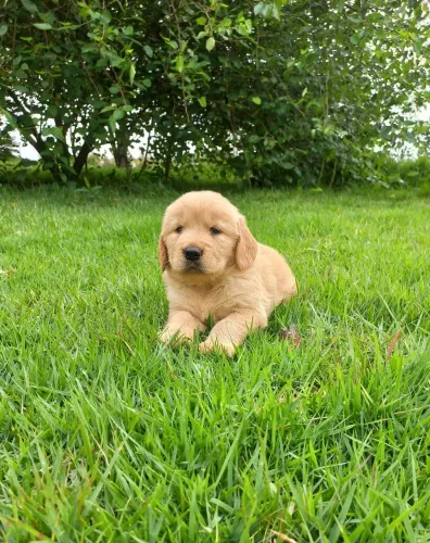 Filhotes de Golden Retriever