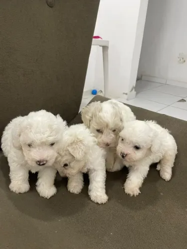 Vendo filhotes de poodle. Entrar em contato WhatsApp; * Int