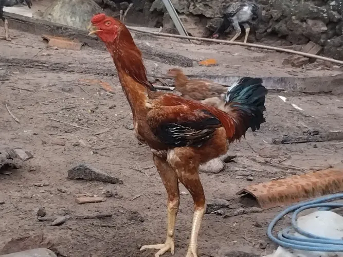 Galo indio gigante 1.07cm R$ 180