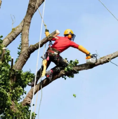 Polda e corte de árvore pequeno e grande porte grama jardim