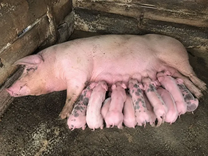 Doando leitão, estou doando para quem realmente vá cuidar!águas de lindoia 