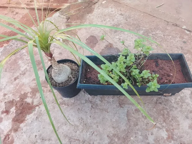 Para decoração de jardim