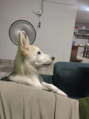 Vendo Filhote fêmea de Husky Siberiano com Pastor Alemão (9 meses!)