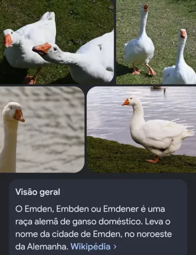 Aves 