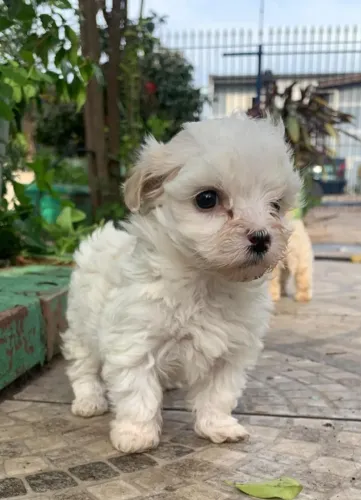maltês micro