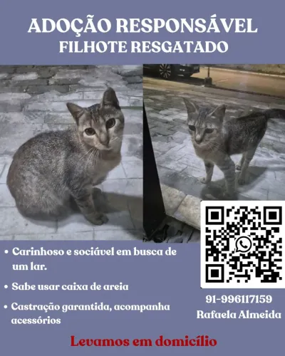 GATO FILHOTE PARA ADOÇÃO/DOAÇÃO- ENTREGA EM DOMICILIO