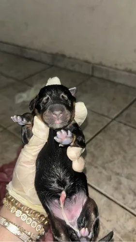Doberman alemão