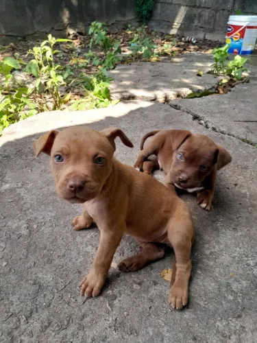 Filhotes de Pit Bull