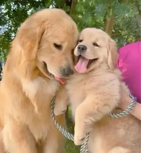 Golden retriever diga a sim para ele 