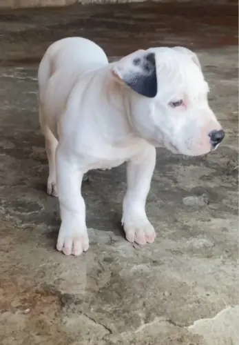 Pit bull  filhotes - filhotes / garanta o seu filhote!