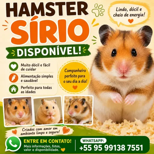 Hamster Sírio