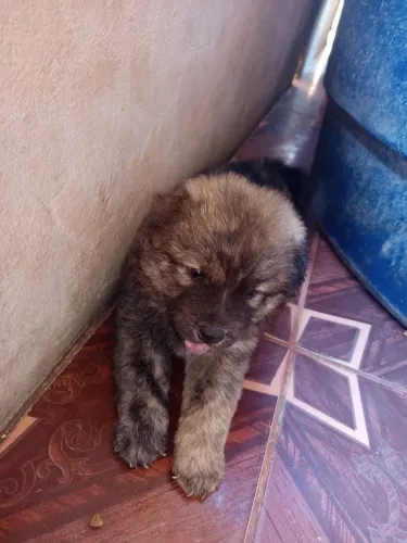 Filhotes de Chowchow