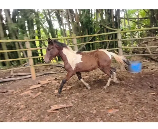 Potrinha potencial pra pista