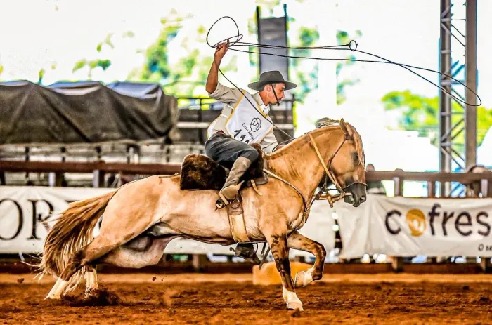 Cavalo Crioulo Jurado - Registrado, Dócil e Pronto para Provas e Cavalgadas