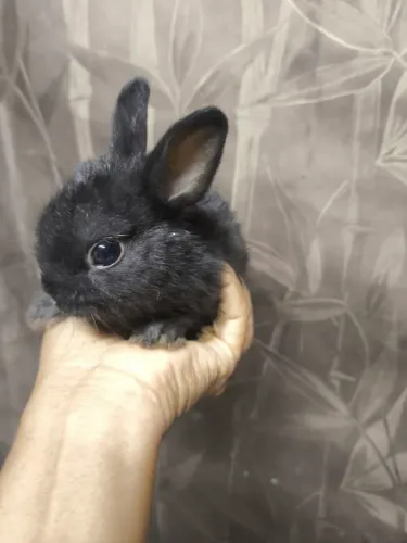 Meu pet Mini