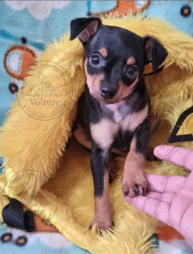 Pinscher zerinhos saudáveis e amorosos
