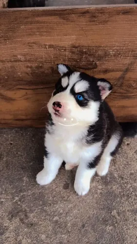 Filhotes de cachorro Husky Siberiano