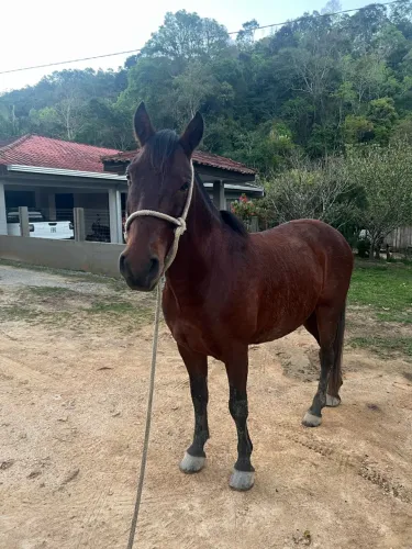 Cavalo