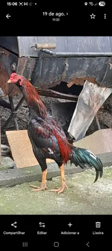 Vendo frango caboclo 8 messes