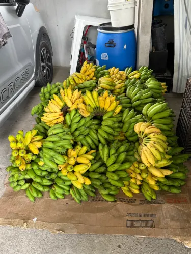 Frutas 
