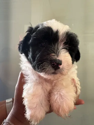 Cachorro 