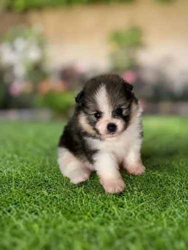 Lindo Machinho Spitz Alemão lulu da Pomerânia
