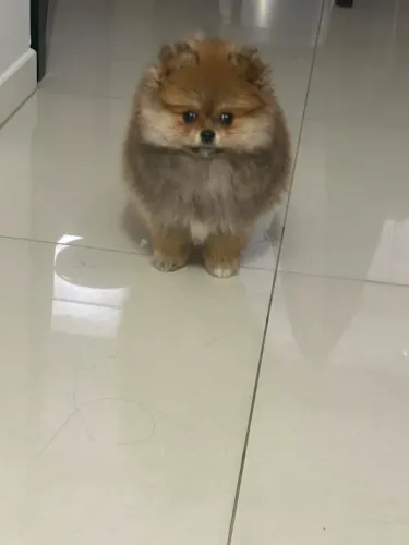 Spitz alemão femea filhote 