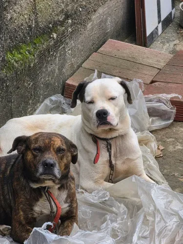 Doando cachorro, raça pitbull misturado com vira lata, cachorros bons e docius 