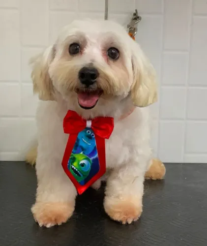 Casal raça poodle 