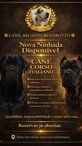Filhote cane Corso italiano 