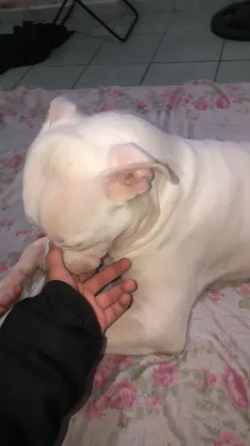 Estou doando filhote de pitbull bull