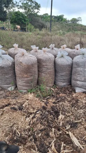 Silagem de milho para gado