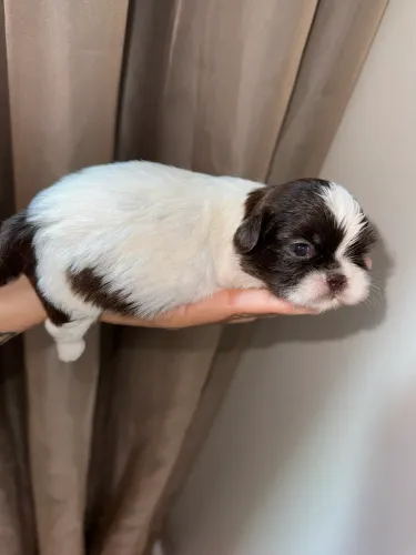 Babys Shih Tzu Para Reservas, SEM JUROS !!!