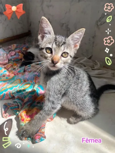Adoção Responsável gatinha filhote