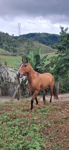 VENDO ou TROCO | Cavalo Crioulo 