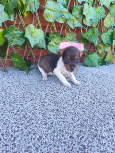 Filhote de Pinscher uma graça de companhia