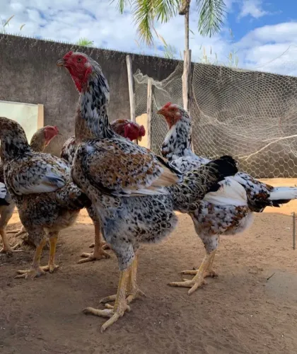 Galinha Caipira