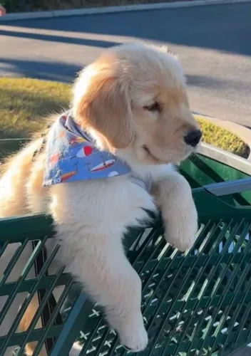 Golden Retriever O companheiro que você tanto procurava