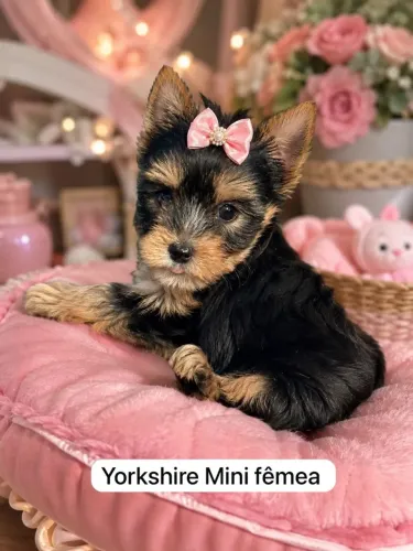 Pequenos Yorkshire micro Peludos Encantadores