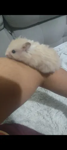 Hamster 