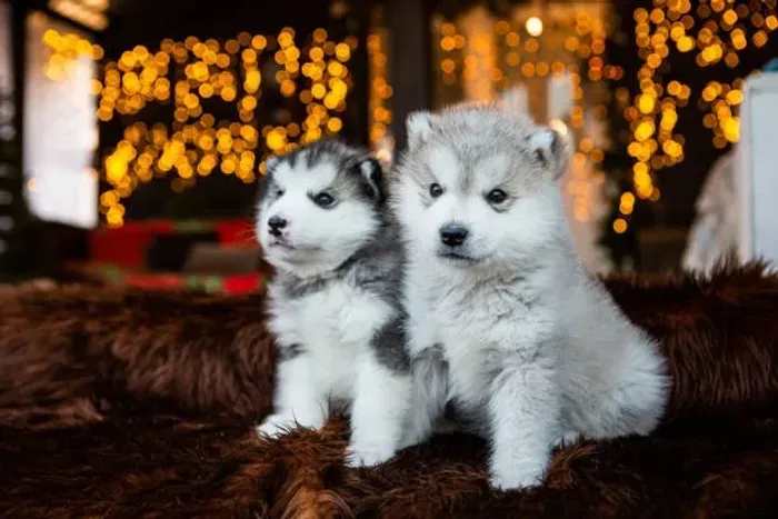 Filhote de Husky Siberiano Com Um Charme Fora do Comum