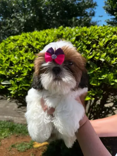 Shih Tzu Fêmea - Lindinha e Carinhosa