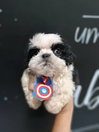 Lindos Filhotes Macho de Pelo Longo Shihtzu - Entrega Imediata
