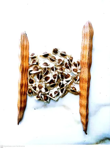 Vende-se 300 Sementes de Moringa Oleifera. 